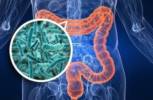 Lựa chọn men vi sinh phù hợp để duy trì hệ vi sinh vật đường ruột